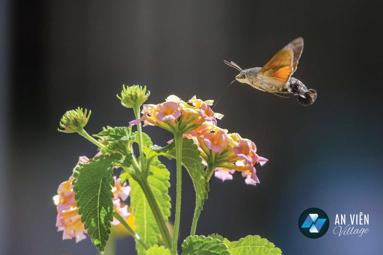 Nature Site slideshow